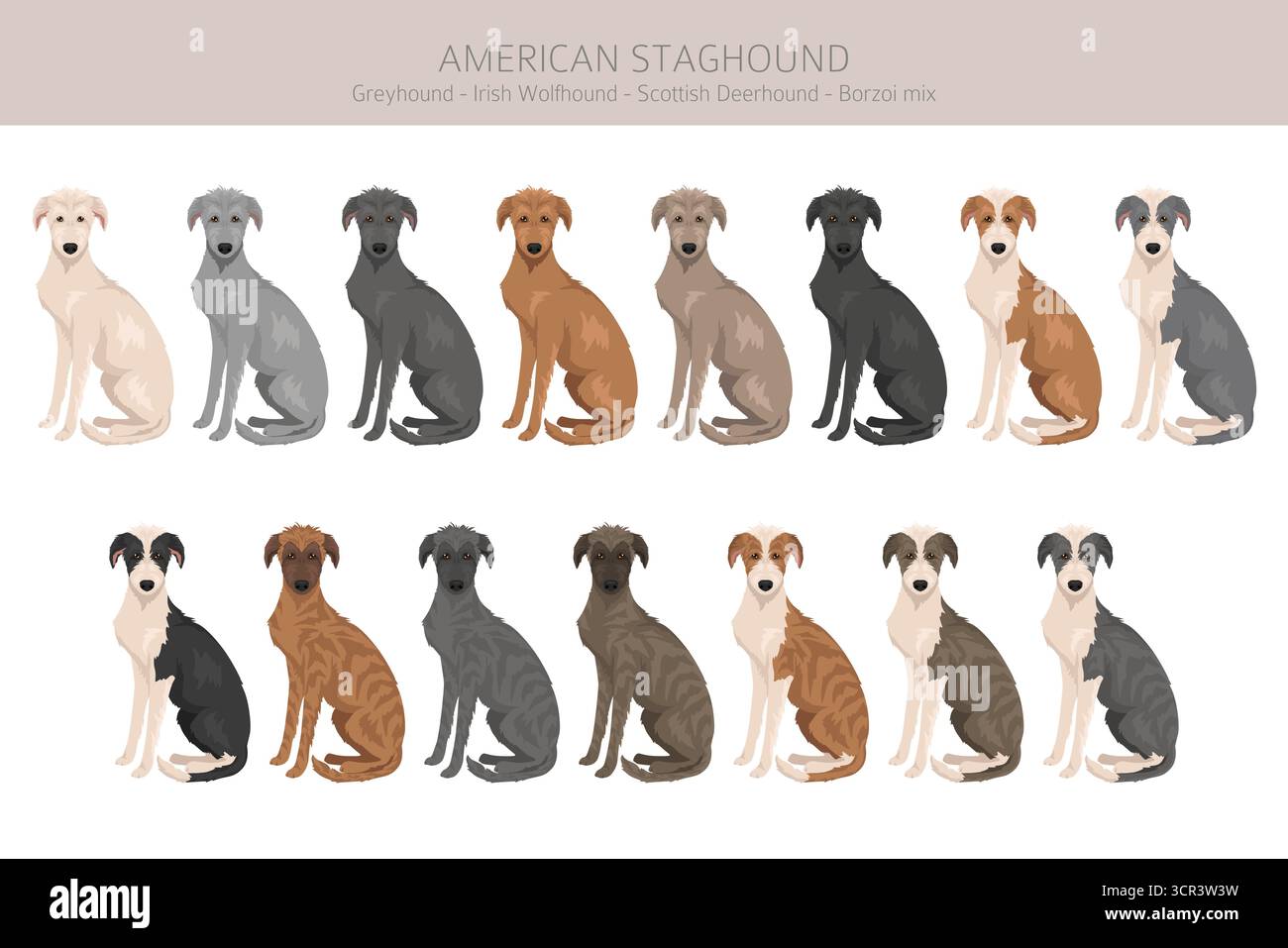Amerikanischer Staghound Clipart. Greyhound, schottischer Deerhound, irischer Wolfhound, Borzoi-Mix. Verschiedene Fellfarben eingestellt. Vektorabbildung Stock Vektor