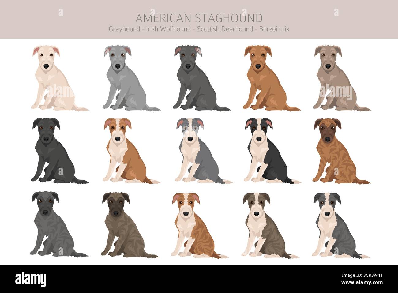 Amerikanischer Staghound Clipart. Greyhound, schottischer Deerhound, irischer Wolfhound, Borzoi-Mix. Verschiedene Fellfarben eingestellt. Vektorabbildung Stock Vektor