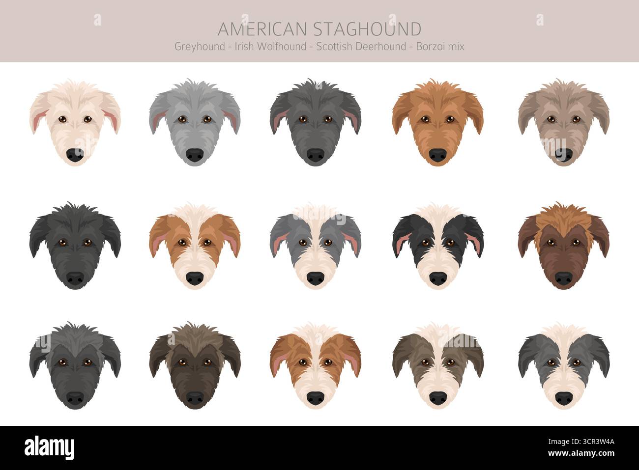 Amerikanischer Staghound Clipart. Greyhound, schottischer Deerhound, irischer Wolfhound, Borzoi-Mix. Verschiedene Fellfarben eingestellt. Vektorabbildung Stock Vektor