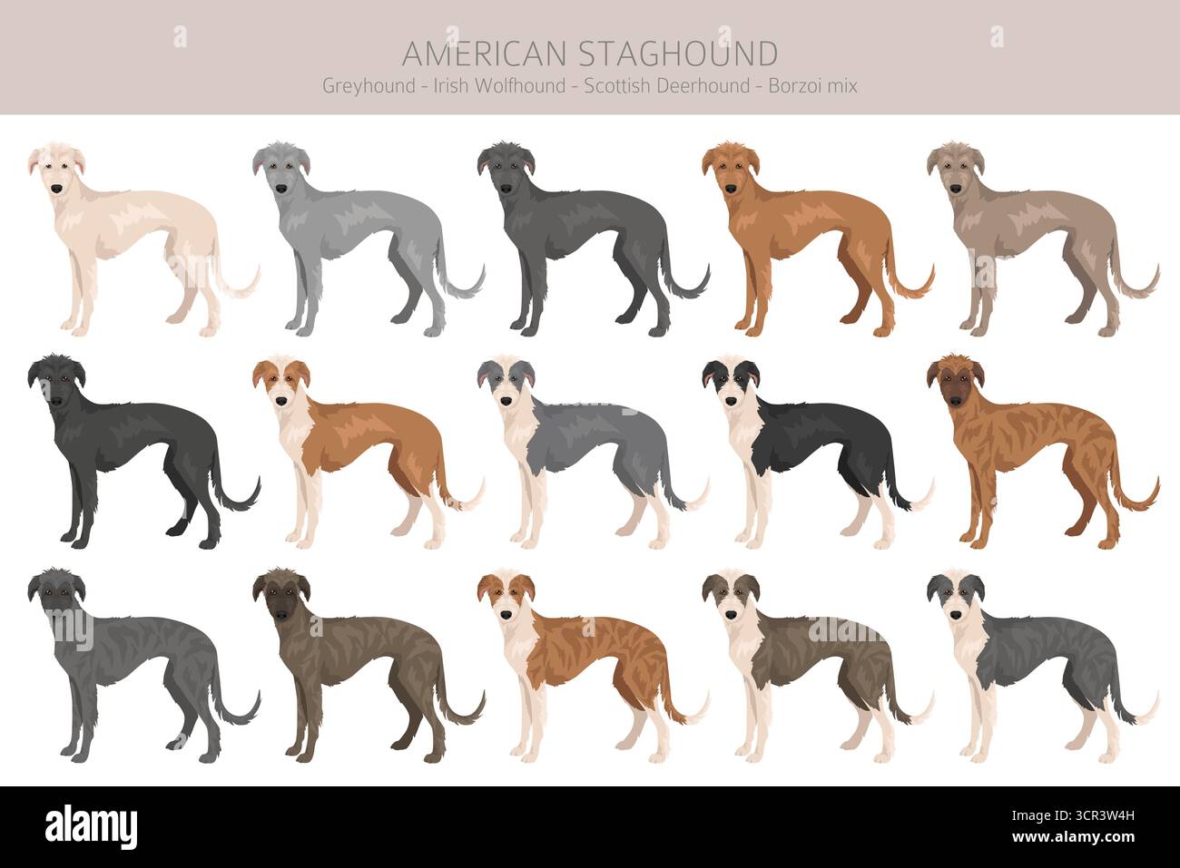 Amerikanischer Staghound Clipart. Greyhound, schottischer Deerhound, irischer Wolfhound, Borzoi-Mix. Verschiedene Fellfarben eingestellt. Vektorabbildung Stock Vektor