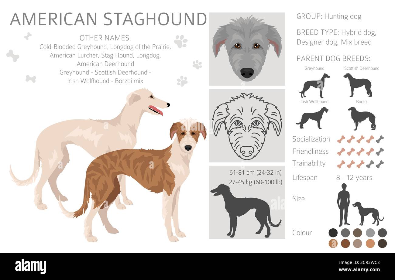 Amerikanischer Staghound Clipart. Greyhound, schottischer Deerhound, irischer Wolfhound, Borzoi-Mix. Verschiedene Fellfarben eingestellt. Vektorabbildung Stock Vektor