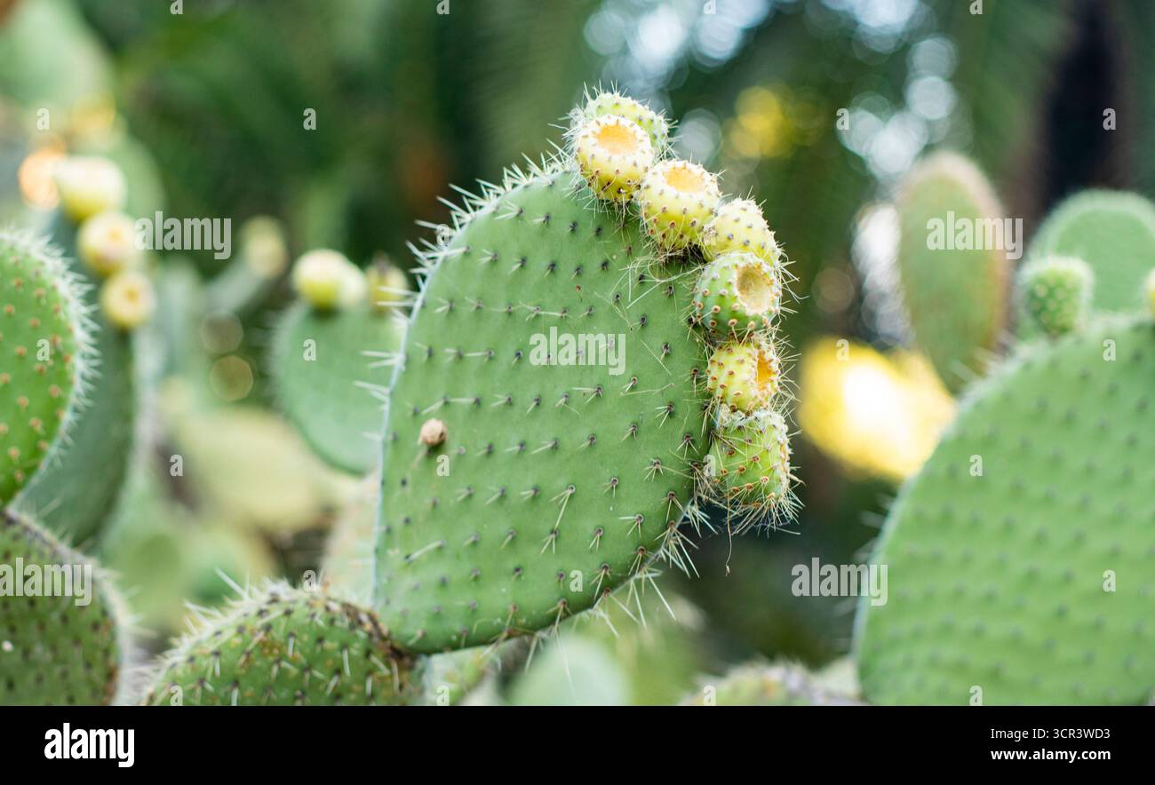 Exotische Wüstenkaktus mit reifer Fruchtgruppe Stockfoto