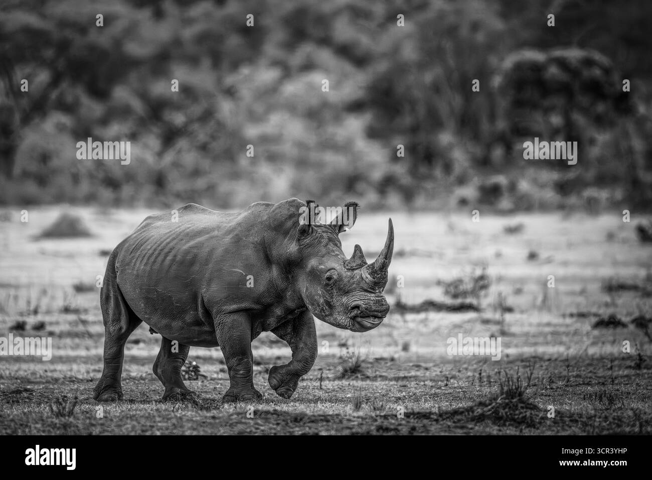 Ein weißes Nashorn, auch bekannt als weißes Nashorn, wird in Südafrika am 2025. September gesehen Stockfoto
