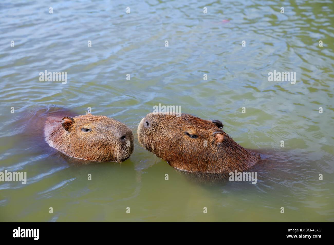 Lustige Capybaras, die baden, sich im Wasser in der Nähe eines grasbewachsenen Seeufers in Brasilien, Südamerika, entspannen. Friedliche Tierwelt mit einem halbaquatischen Säugetier Stockfoto