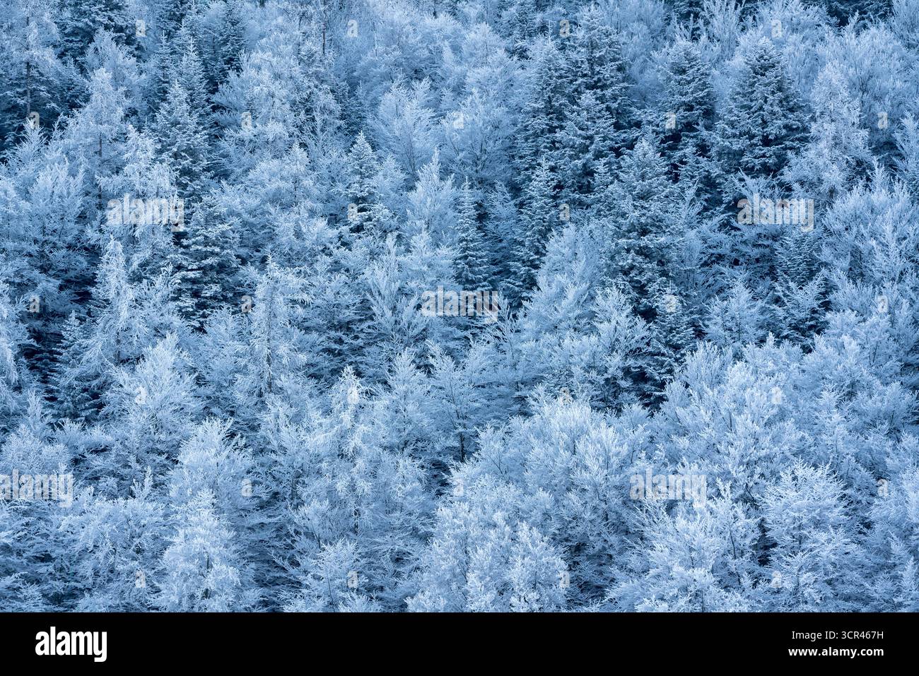 Gefrorener Wald mit schneebedeckten Bäumen im Ecrins-Nationalpark, französische Alpen. Dichten, frostigen Wald, der einen natürlichen Winterhintergrund in Hautes-Alpes schafft Stockfoto