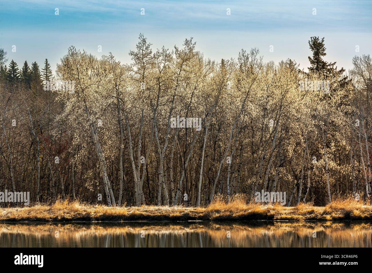 Herbstbäume mit goldenem Laub spiegeln sich in einem ruhigen See unter einem klaren blauen Himmel. Alberta, Kanada Stockfoto