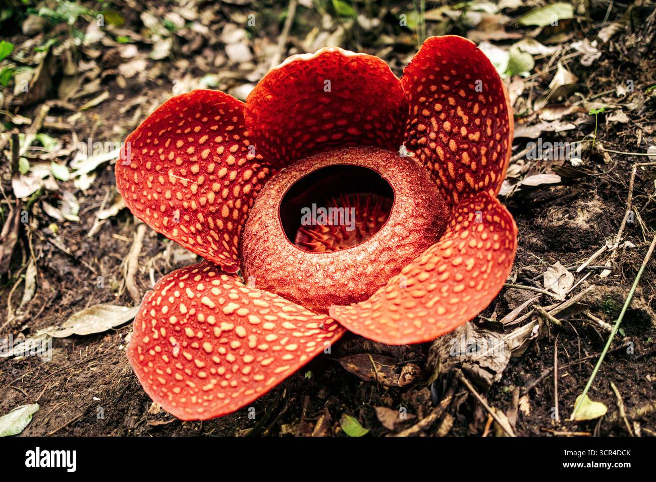 Große rote Rafflesia arnoldii-Blüte mit dicken, strukturierten Blütenblättern und einer zentralen Öffnung, die von Stacheln umgeben ist. Bukkitinggi, West Sumatra, Indonesien Stockfoto
