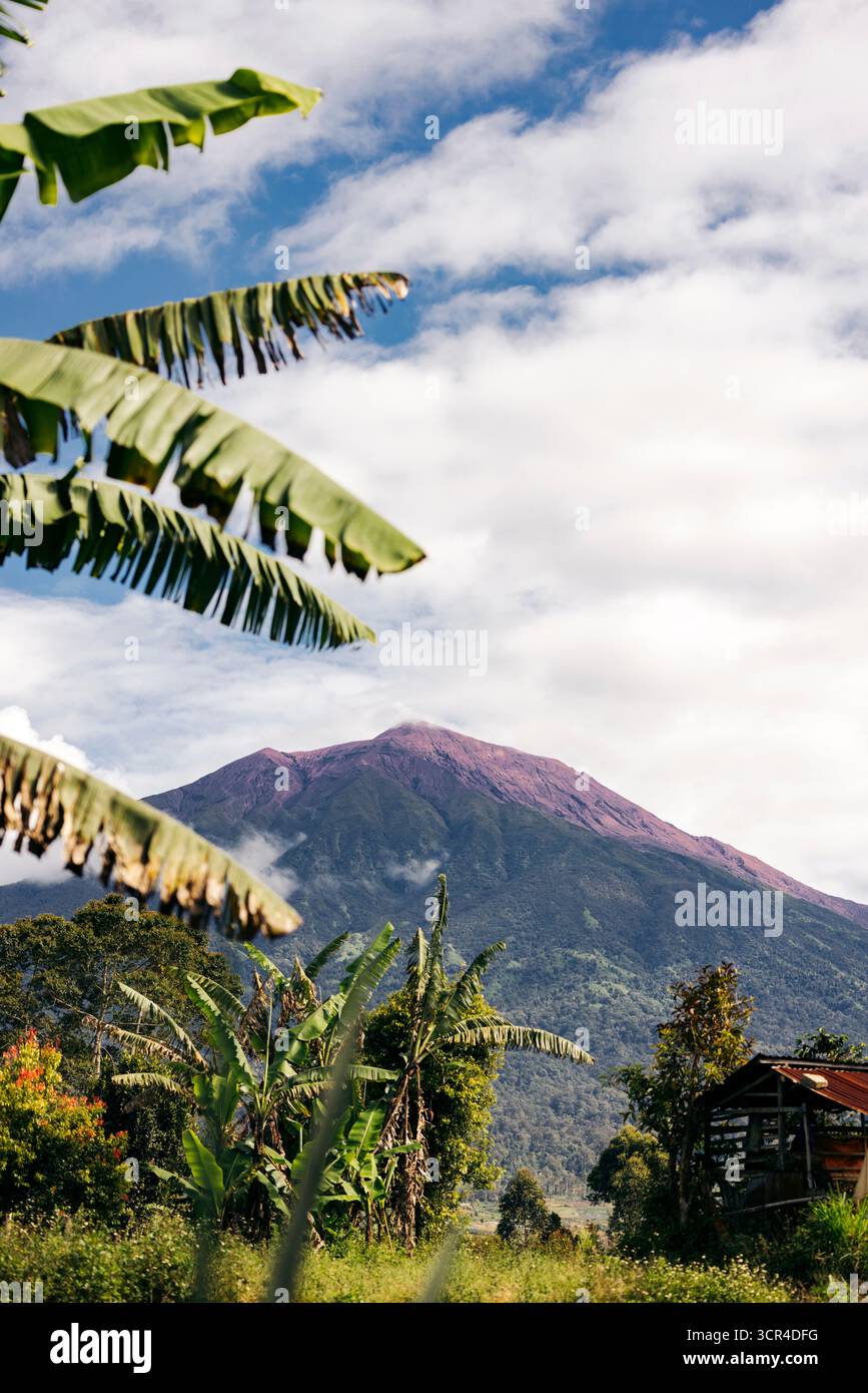 Üppige tropische Landschaft mit Bananenbäumen und einem lila getönten Berg unter einem hellblauen Himmel. Gunung Kerinci Vulkan in Kayu Aro, Kerinci Regency, Jambi, Indonesien Stockfoto