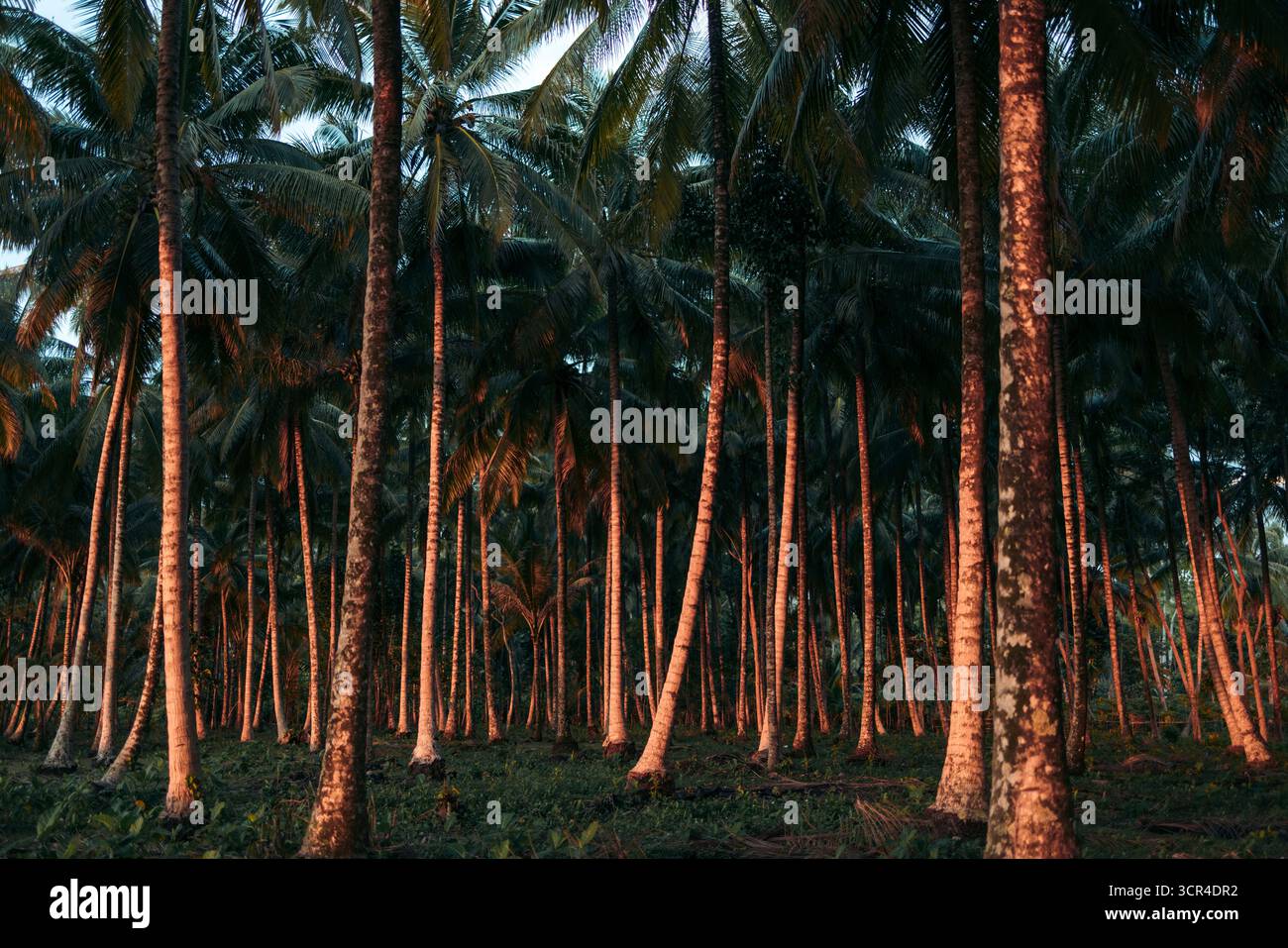 Hohe Palmen mit orangefarbenem Sonnenlicht auf ihren Stämmen in einem dichten tropischen Wald. Krui, Lampung, Sumatra, Indonesien Stockfoto