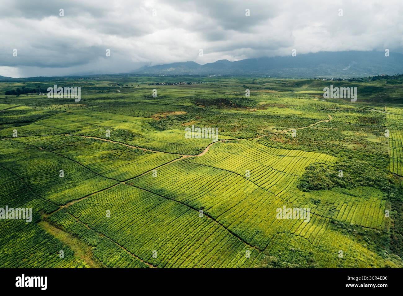 Aus der Vogelperspektive weite grüne landwirtschaftliche Teefelder unter einem bewölkten Himmel. In Der Nähe Des Vulkans Gunung Kerinci, Kayu Aro, Kerinci Regency, Jambi, Indonesien Stockfoto