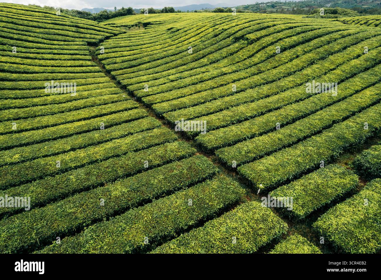 Üppige grüne Teeplantagen mit ordentlich organisierten Reihen auf sanften Hügeln unter klarem Himmel. In Der Nähe Des Vulkans Gunung Kerinci, Kayu Aro, Kerinci Regency, Jambi, Indonesien Stockfoto