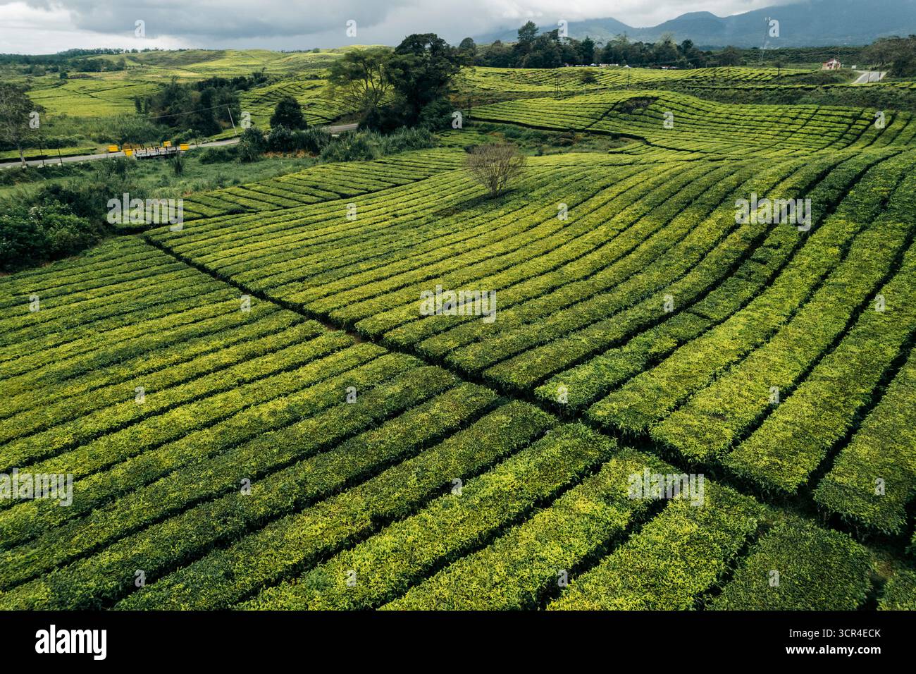 Blick aus der Vogelperspektive auf üppige grüne Teeplantagen mit sanften Hügeln und bewölktem Himmel. In Der Nähe Des Vulkans Gunung Kerinci, Kayu Aro, Kerinci Regency, Jambi, Indonesien Stockfoto