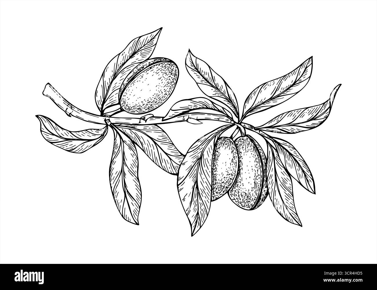 Mandel Schoten und Blätter auf Zweig monochrome Hand gezeichnete Vektor isolierte Illustration. Mandelbaum oder prunus dulcis Vintage-Ätzzeichnung Stock Vektor
