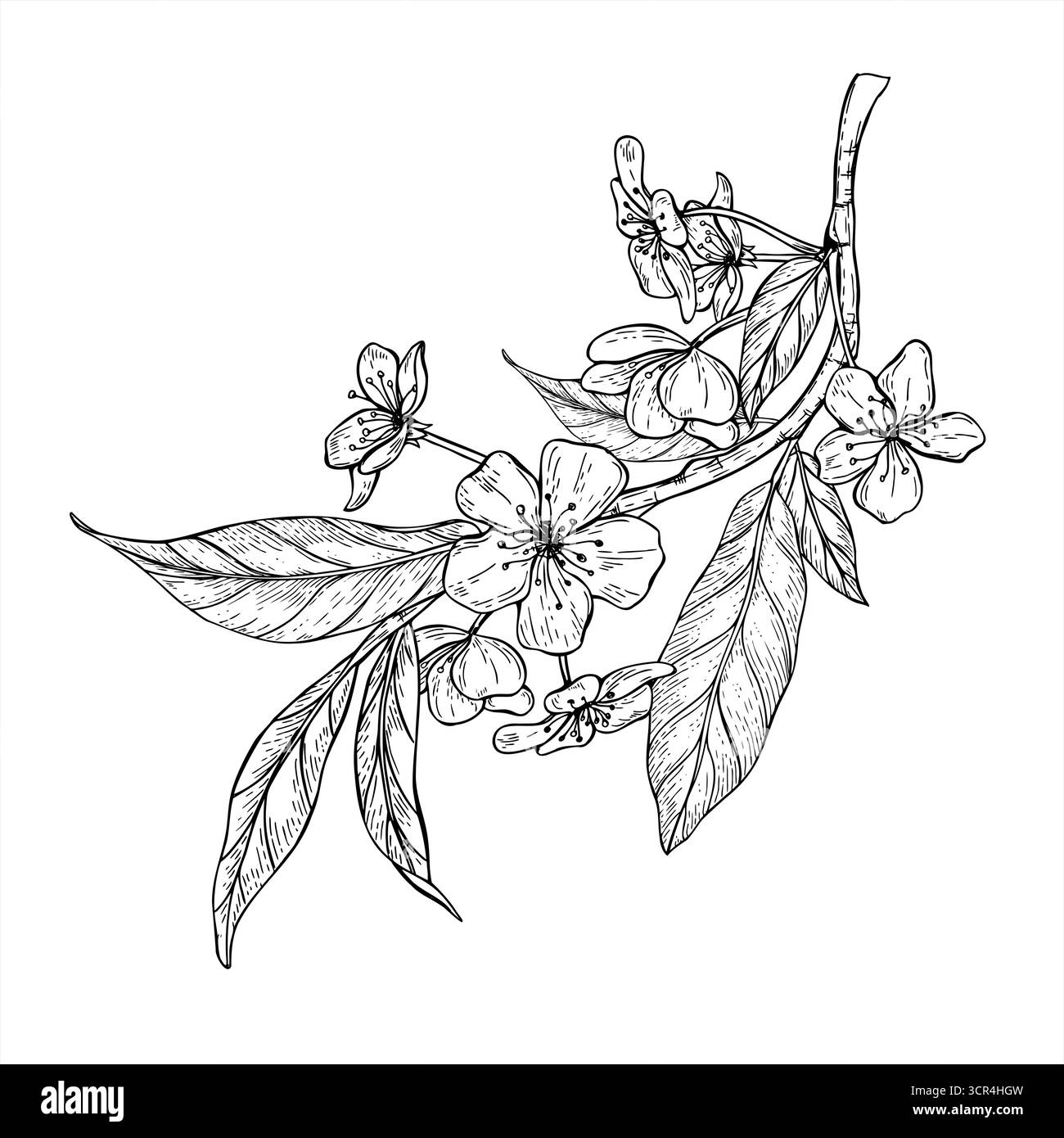 Frühlingszweig mit Pfirsichblüten, Mandel- oder Aprikosenblüten Vektor isolierte Illustration gemalt mit schwarzen Tinten. Einfarbige Blüten und Blätter auf Zweigätzung Stock Vektor