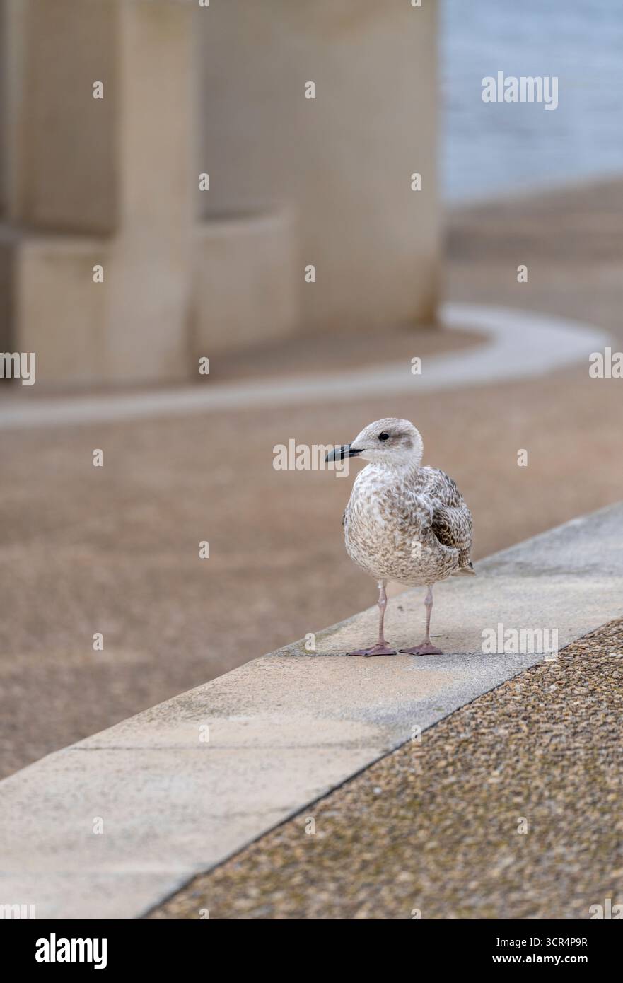 Eine junge Großschwarzmöwe (Larus marinus), die auf einer Meeresmauer in Edinburgs, Lancashire, Großbritannien, thront Stockfoto