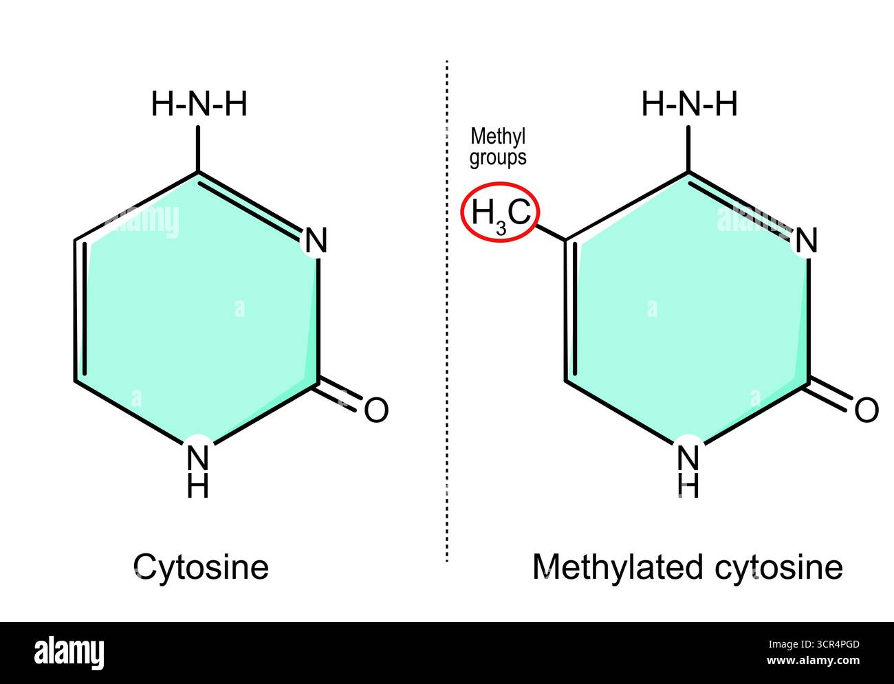 Cytosin-Methylierung. Cytosinmolekül und Methylgruppe. Chemische Strukturformel und Modell der Nukleobasen in DNA und RNA. Vektorillustraten Stock Vektor