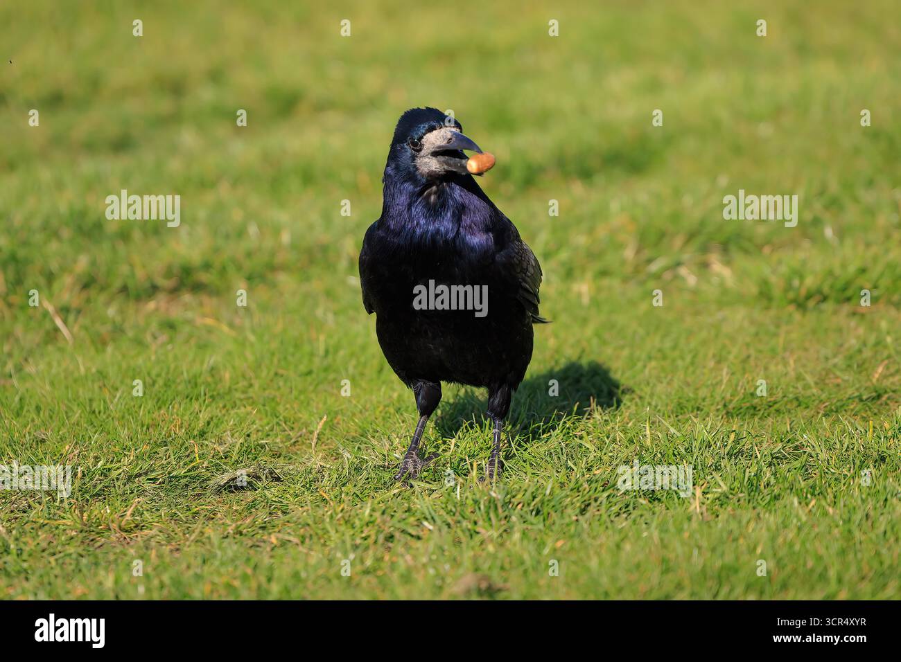 St Andrews, Fife, Schottland. 29. September 2025; The Old Course in St Andrews, Fife, Schottland; Alfred Dunhill Links Golf Championship, Übungsrunde; Eine Krähe isst eine Eichel im Rough auf dem Old Course, St Andrews Links Credit: Action Plus Sports Images/Alamy Live News Stockfoto