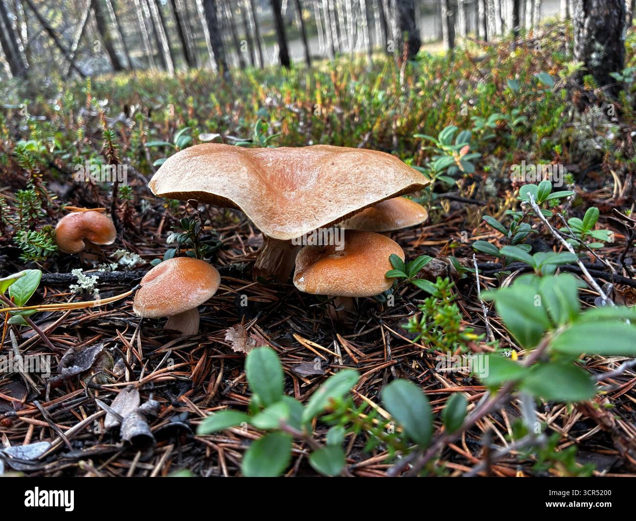 Vätsäri Wilderness Area in Finnisch Lappland, Finnland. Abgelegene subarktische Landschaft mit Wäldern, Seen und felsigem Gelände. Stockfoto