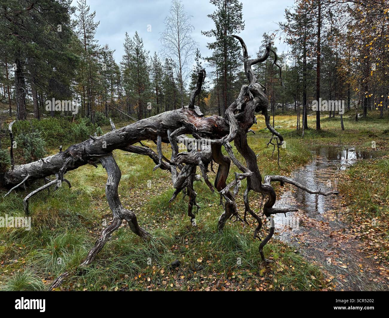 Vätsäri Wilderness Area in Finnisch Lappland, Finnland. Abgelegene subarktische Landschaft mit Wäldern, Seen und felsigem Gelände. Stockfoto