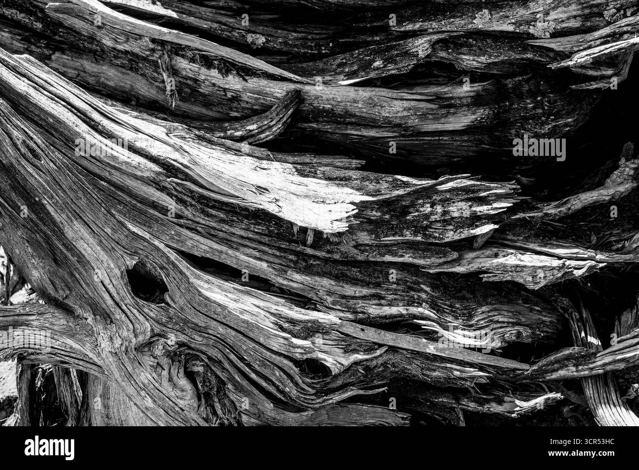 Schwarz-weiß Nahaufnahme von verfallendem und strukturiertem Holz Stockfoto
