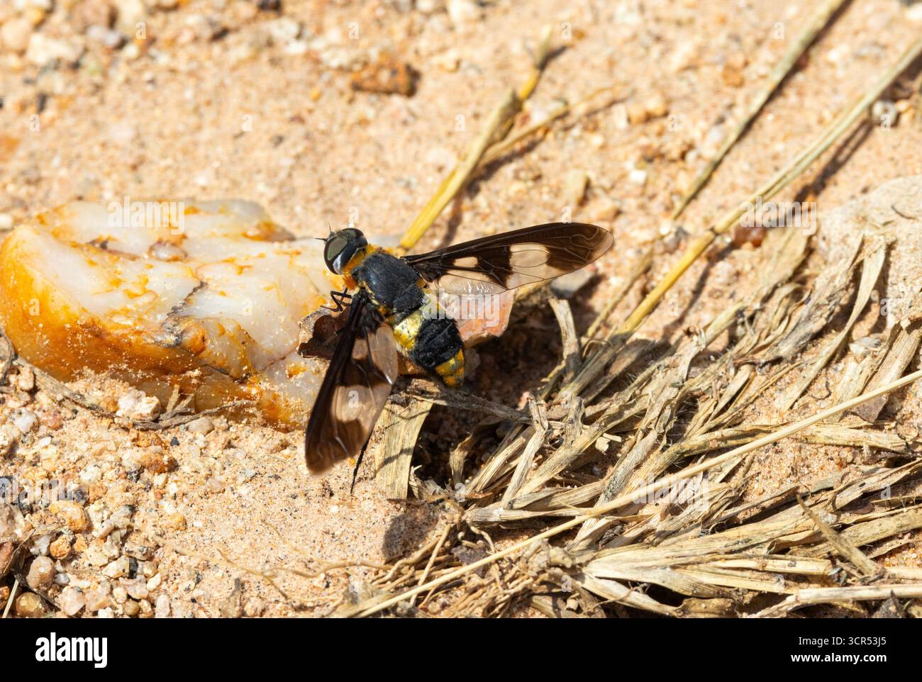 Die Striped Bee-Fly ist eine der größten Bee-Fly-Familien und wird häufig auf offenem Boden gesehen. Stockfoto