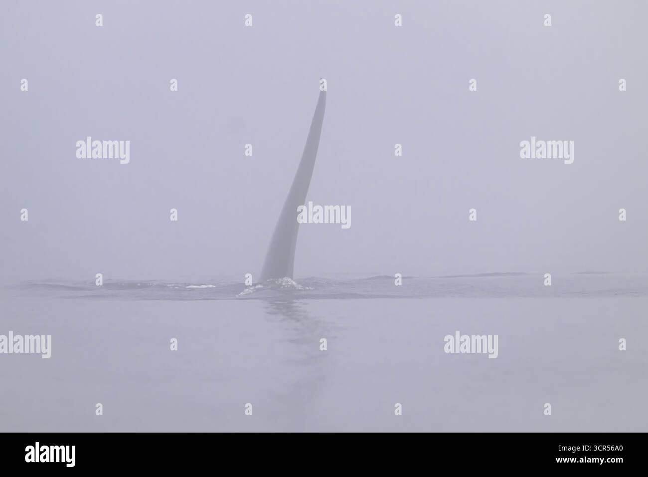 Rückenflosse eines männlichen Orcas, der durch den Nebel vor der Küste von Port McNeill, Vancouver Island, British Columbia, Kanada, ragt Stockfoto