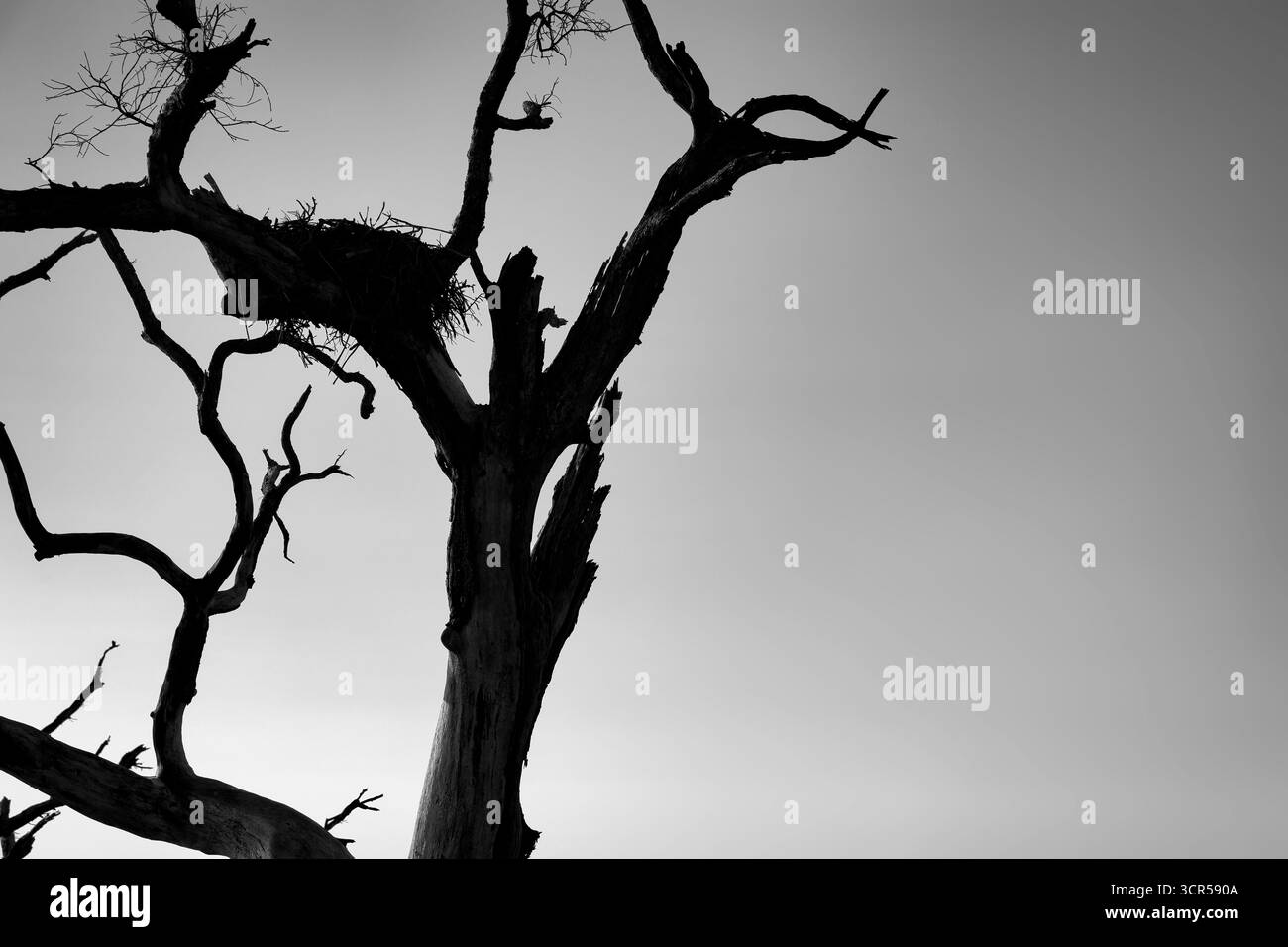 Ein Fischadlernest in einem Baum am Boneyard Beach auf Little Hunting Island in der Nähe von Beaufort, South Carolina Stockfoto