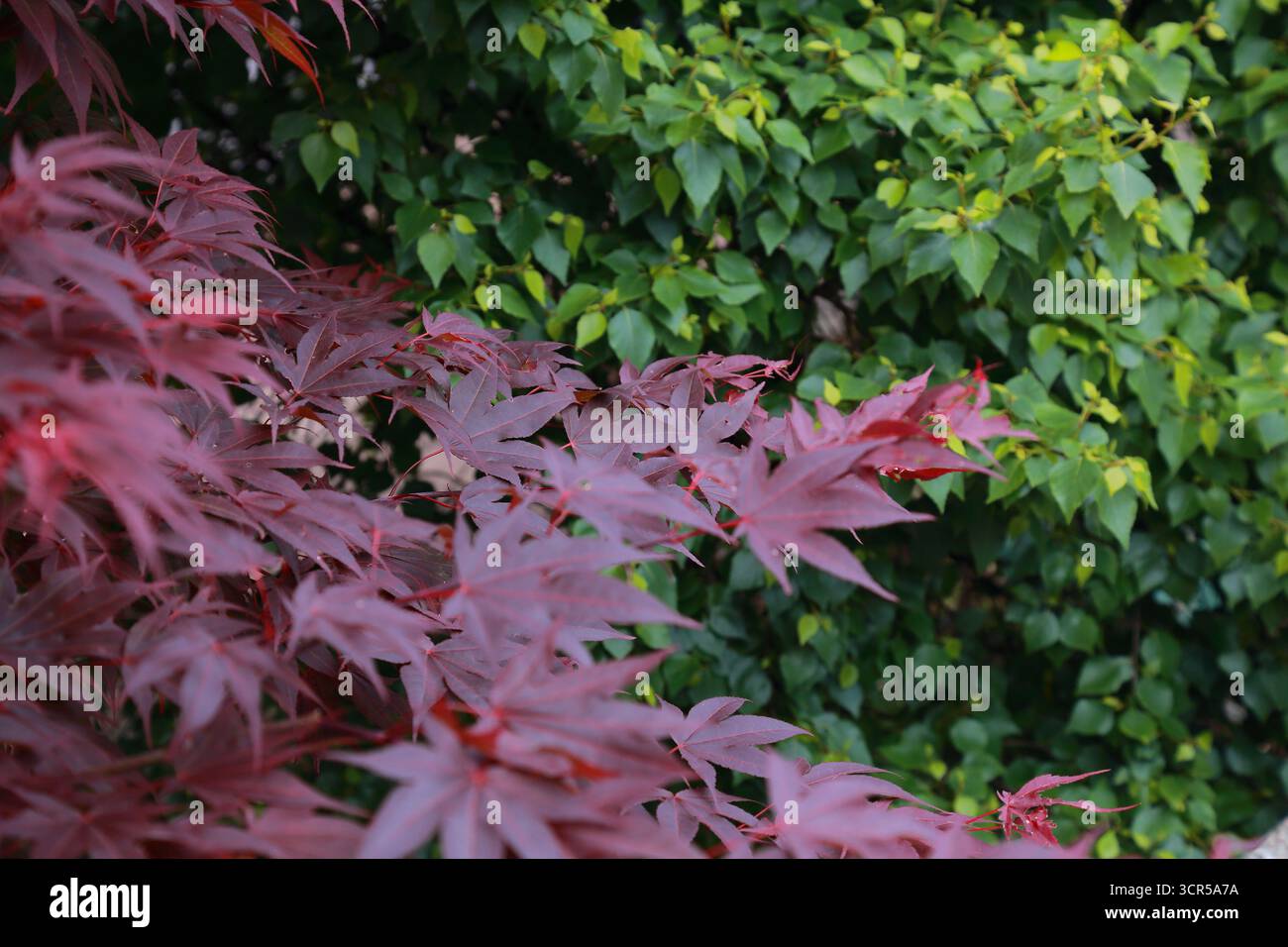 Acer palmatum Laub in der Nähe der grünen Wand der parthenocissus Stockfoto