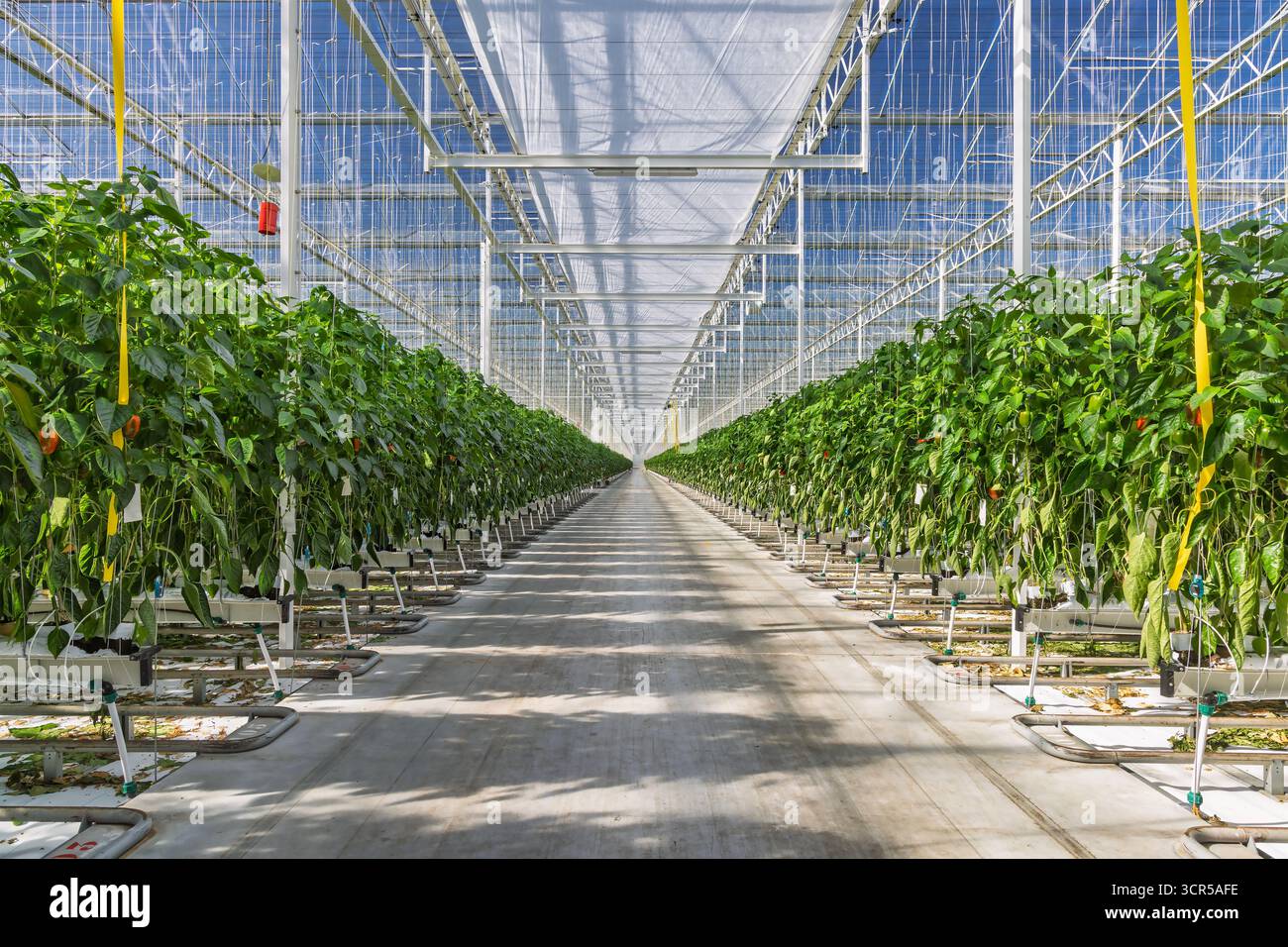 Professionelles industrielles Wachstum von Paprika in einem niederländischen Gewächshaus Stockfoto