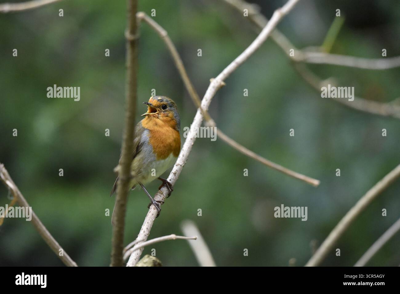 Europäischer Rotkehlchen (Erithacus rubecula) singt in frischem Herbstgefieder, oben in vertikalen Zweigen links vom Bild, zeigt Vorderseite und rechte Seite, Großbritannien Stockfoto