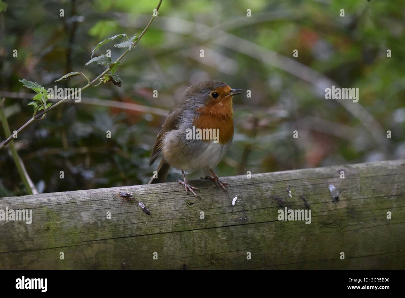 Europäischer Robin (Erithacus rubecula) singt von einem horizontalen Holzzaunmast, links seitlich mit Kopf nach rechts, aufgenommen in Großbritannien im September Stockfoto