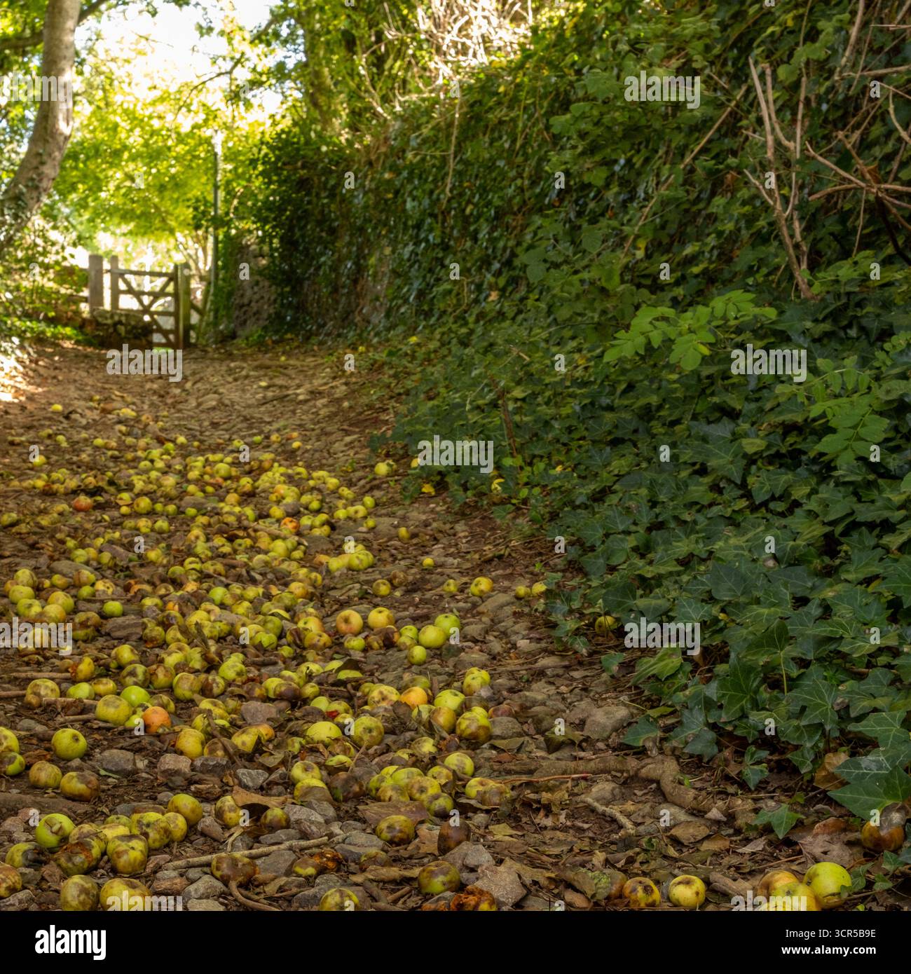 September 2025: Äpfel, die auf einem öffentlichen Fußweg verrotten Stockfoto