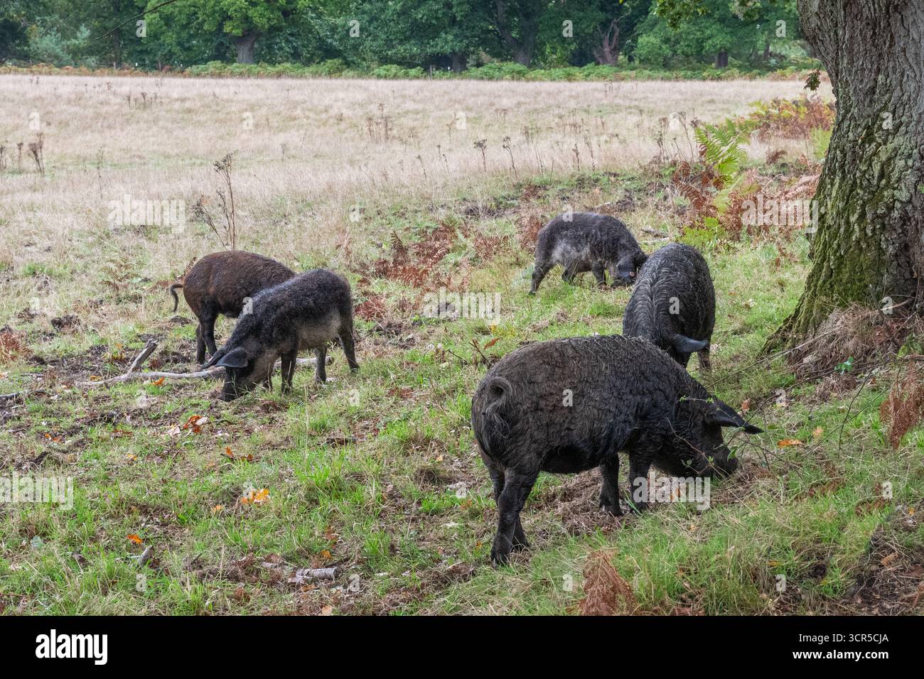 Mangalica-Schweine (auch Mangalitsa oder Mangalitza genannt), eine alte Schweinerasse, die im Herbst im RSPB Arne Nature Reserve in Dorset, England, Großbritannien, auf der Suche ist Stockfoto