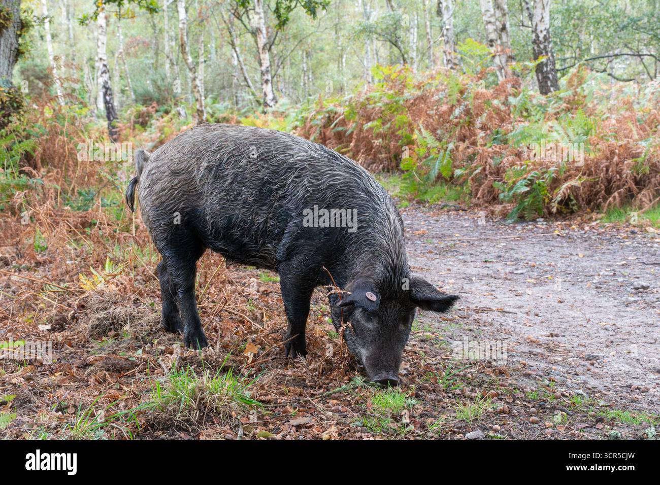 Mangalica-Schweine (auch Mangalitsa oder Mangalitza genannt), eine alte Schweinerasse, die im Herbst im RSPB Arne Nature Reserve in Dorset, England, Großbritannien, auf der Suche ist Stockfoto