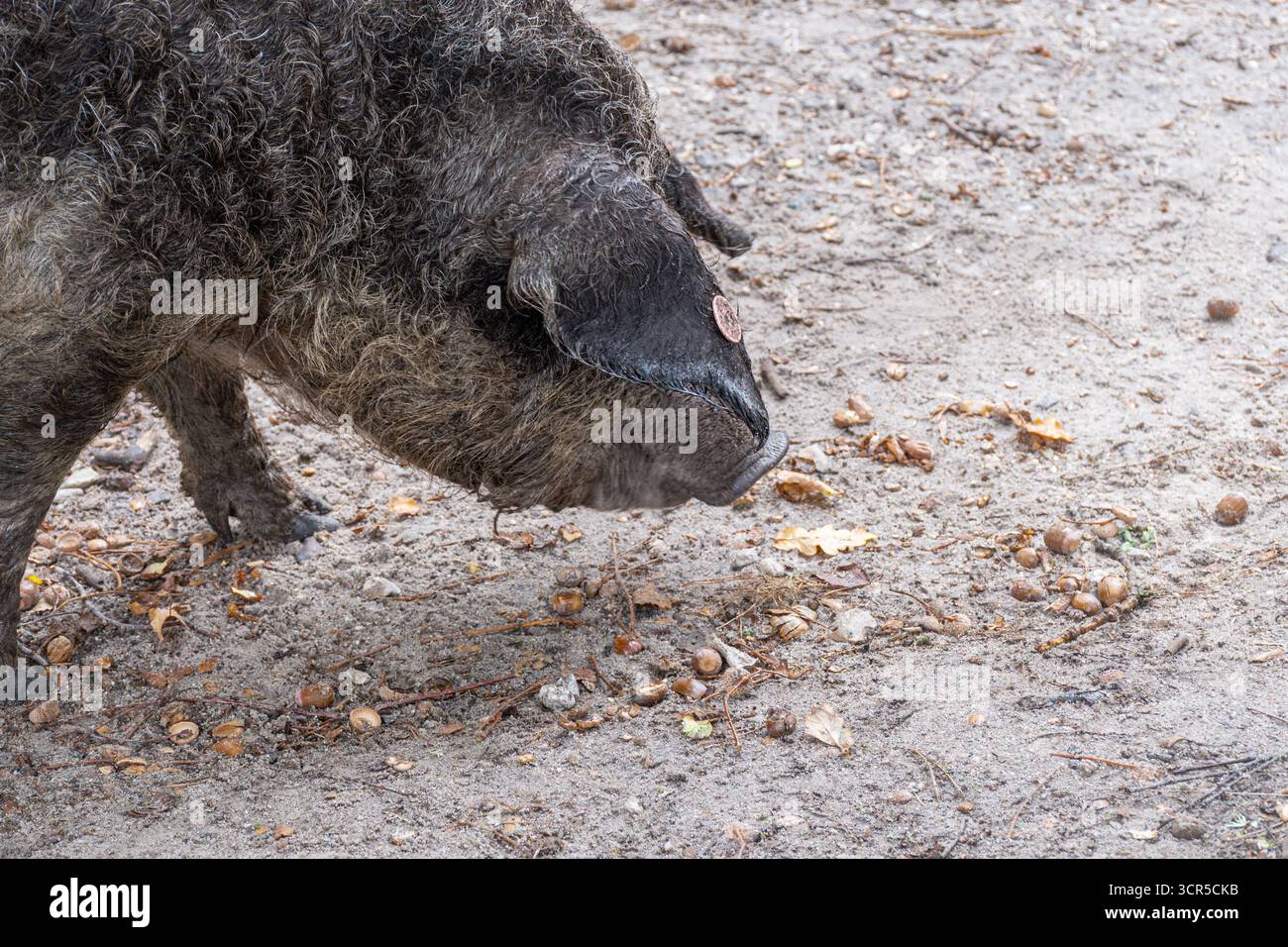 Mangalica-Schweine (auch Mangalitsa oder Mangalitza genannt), eine alte Schweinerasse, die im Herbst im RSPB Arne Nature Reserve in Dorset, England, Großbritannien, auf der Suche ist Stockfoto