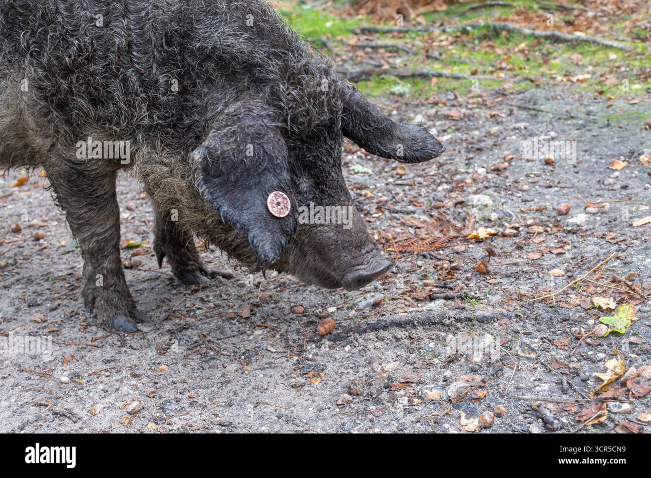 Mangalica-Schweine (auch Mangalitsa oder Mangalitza genannt), eine alte Schweinerasse, die im Herbst im RSPB Arne Nature Reserve in Dorset, England, Großbritannien, auf der Suche ist Stockfoto