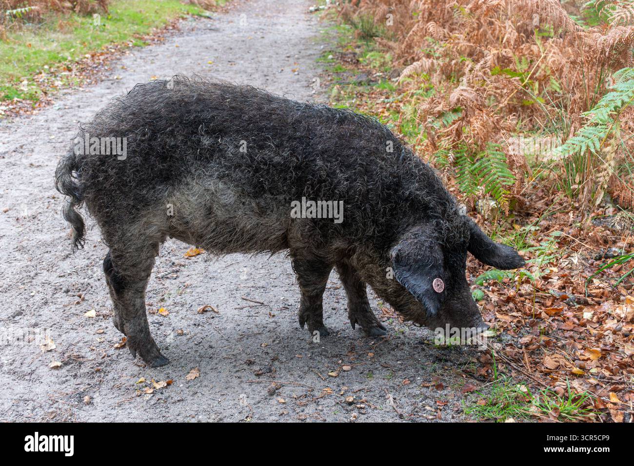 Mangalica-Schweine (auch Mangalitsa oder Mangalitza genannt), eine alte Schweinerasse, die im Herbst im RSPB Arne Nature Reserve in Dorset, England, Großbritannien, auf der Suche ist Stockfoto