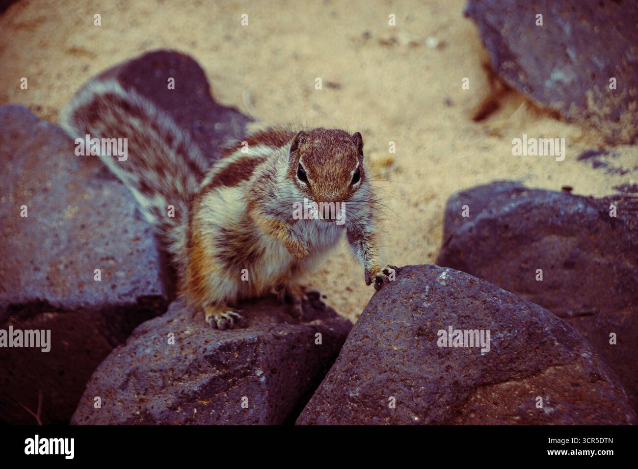 Chipmunk Stockfoto