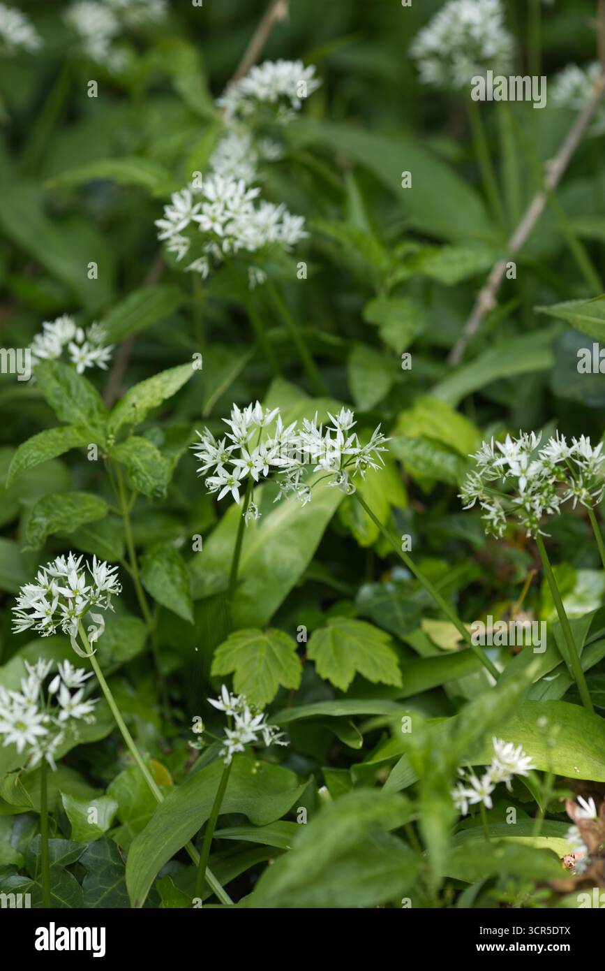 Wilder Knoblauch blüht im Wald Stockfoto
