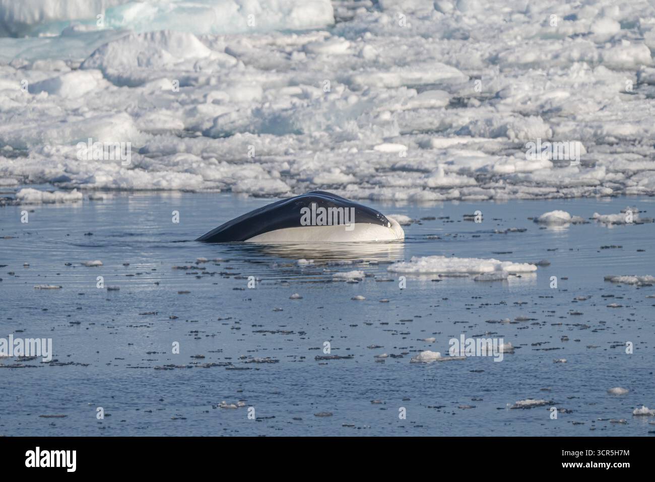 Der Blick auf einen seltenen nordatlantischen Glattwal gleitet anmutig durch das eisige Wasser, inmitten verstreuter Eisschollen unter der arktischen Sonne Longyearbyen, Svalbard und Jan Mayen. Stockfoto