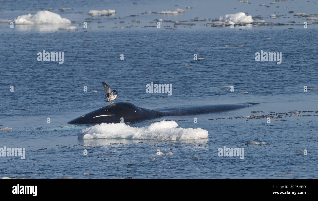 Blick auf einen nordatlantischen Glattwal, der inmitten von eisigen Gewässern auftaucht, einen Vogel auf seiner schlanken, dunklen Form, alles unter dem hellen arktischen Himmel, Longyearbyen, Svalbard, Svalbard und Jan Mayen. Stockfoto