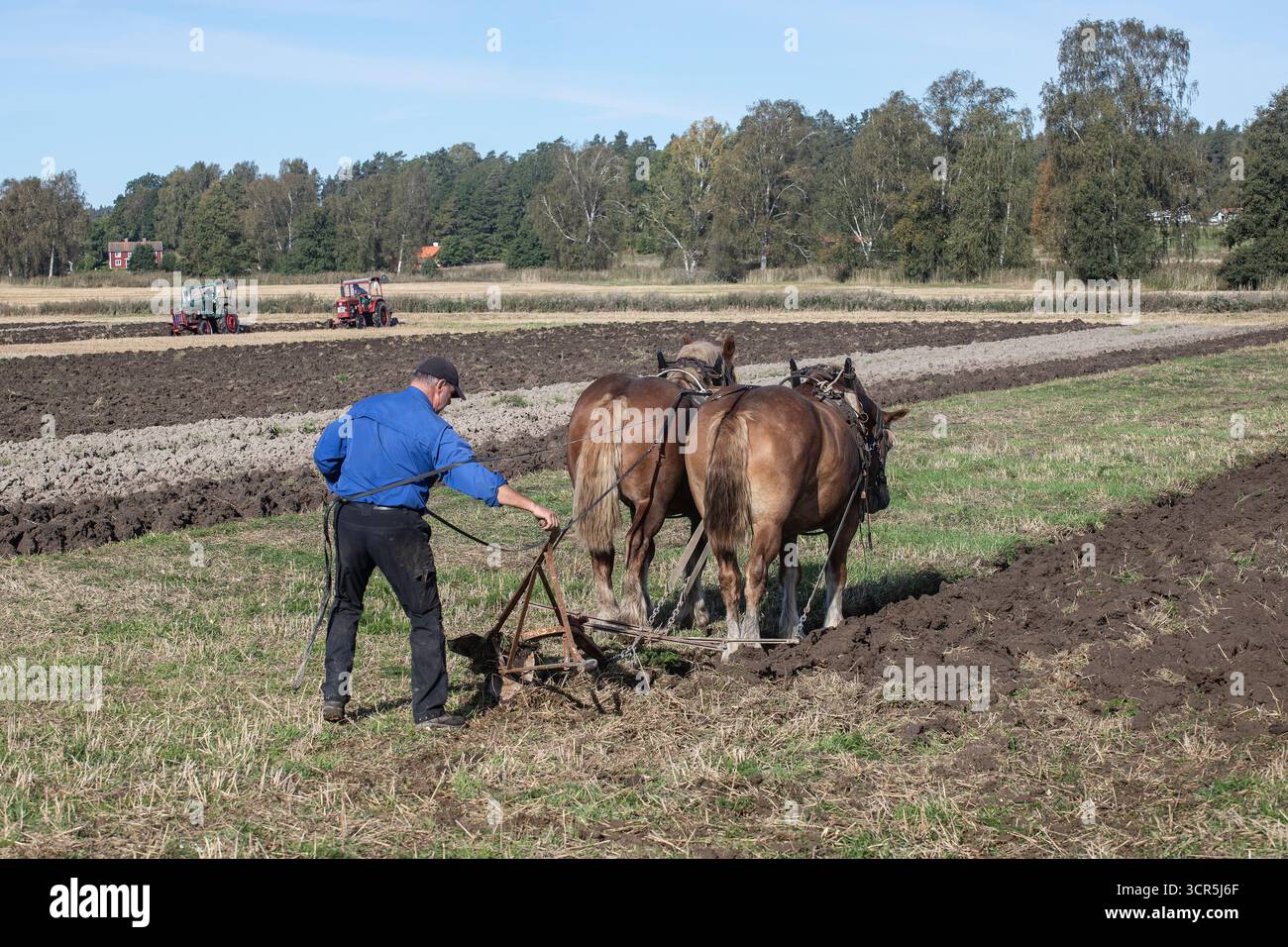 Demonstration des Pflügens mit Pferden. Stockfoto