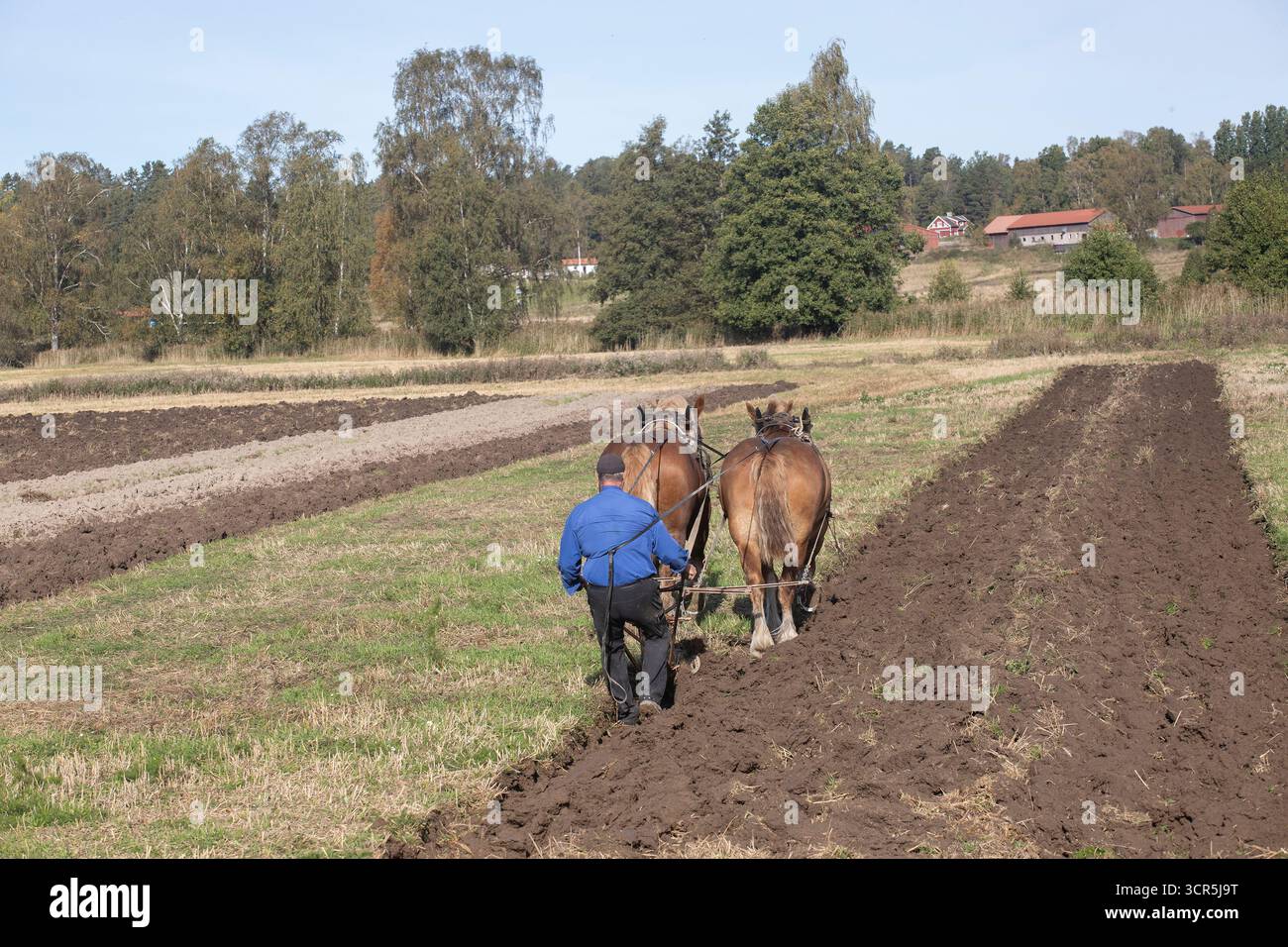 Demonstration des Pflügens mit Pferden. Stockfoto