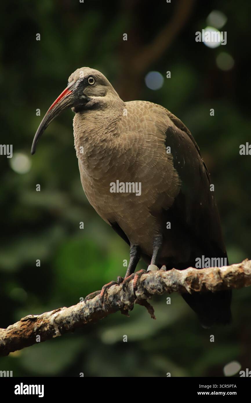 Das ist ein Hadada Ibis, ein Vogel aus Afrika. Dieser wurde jedoch im Zoo von Calgary gesehen. Stockfoto