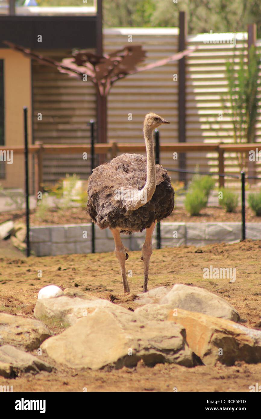 Das ist der gewöhnliche Strauß. Dies wurde im Calgary Zoo beobachtet. Stockfoto