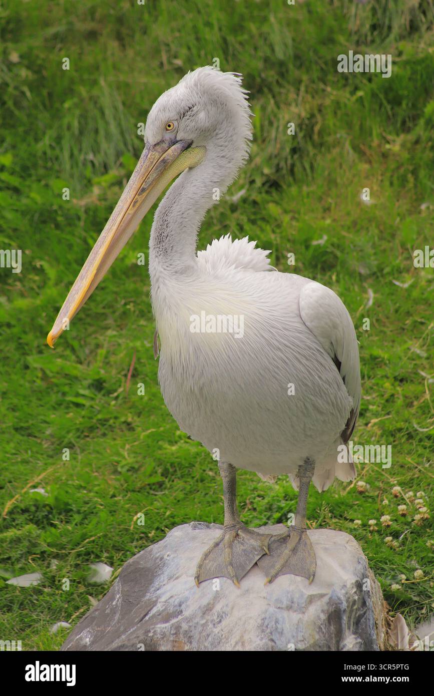 Dieser weiße Pelikan wurde im Zoo von Calgary gesehen. Stockfoto