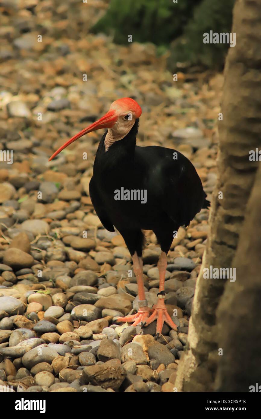 Dieses Ibis wurde im Zoo von Calgary gesehen. Sehr interessanter Vogel. Stockfoto