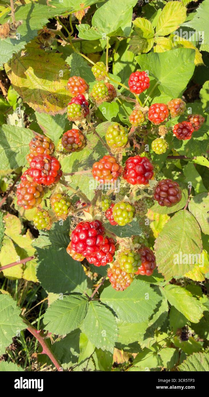 Nahaufnahme von Brombeeren in verschiedenen Reifestadien, von grün bis rot, wachsen auf einem Brombeerstrauch bei natürlichem Sonnenlicht. Stockfoto