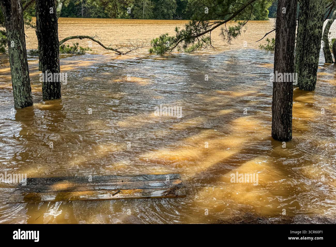 Das Wasser in einem Georgia Lake fließt über und summiert Kiefern von starken Regenfällen, die durch den Hurrikan Helene verursacht wurden. Stockfoto
