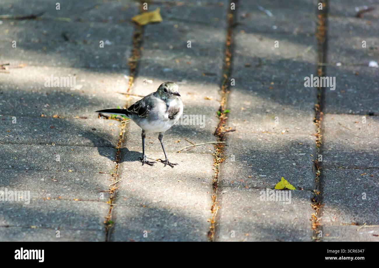 Weißer und grauer Vogel Stockfoto